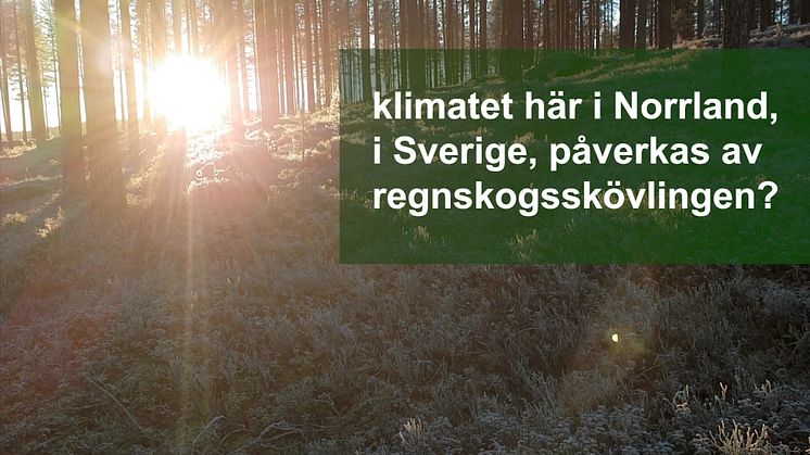 Ge regnskog i julklapp och få ett gåvobevis från Rädda Regnskog att ge bort i julstrumpan!