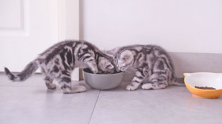 Die Ernährung ist ein wichtiger Baustein, damit sich Kitten optimal entwickeln können. Zudem bewirkt eine gesunde Ernährung gesunde Zähne, gute Abwehrkräfte und trägt zum Wohlbefinden bei. 