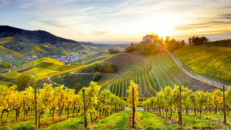 Durbach: Vineyards around Staufenberg Castle © Francesco Carovillano