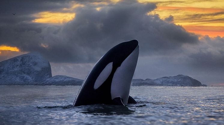 Photo: Audun Rikardsen