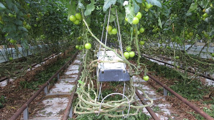 SLU har testat: Kan tomatbladen användas som näringstillförsel?