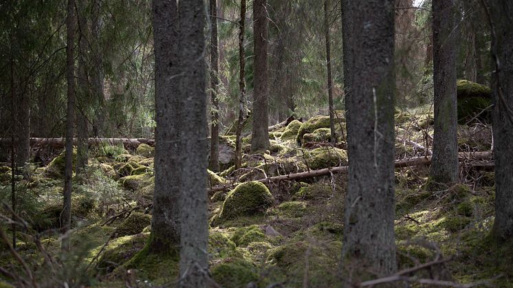 Hur mår den svenska skogen? Digitalt föredrag 4 maj. Foto: Bengt Olofsson