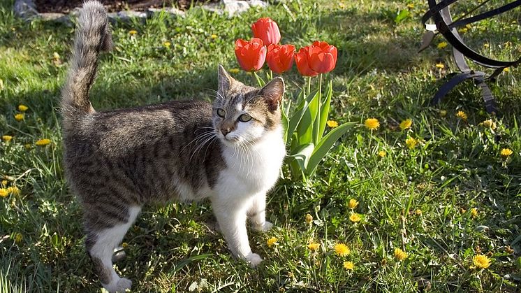 Farliga växter för katten 