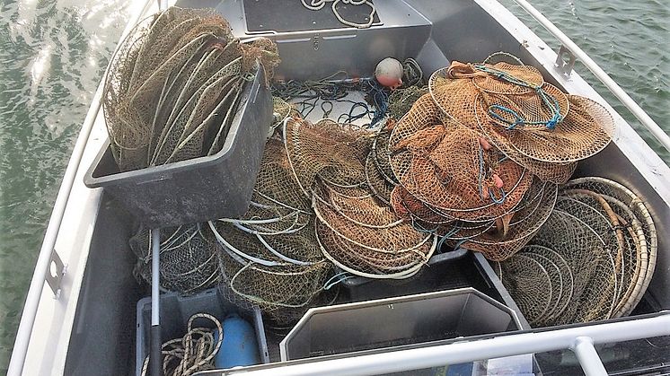 Olagligt ålfiske fortsätter – stor ökning av HaV:s beslag av ryssjor