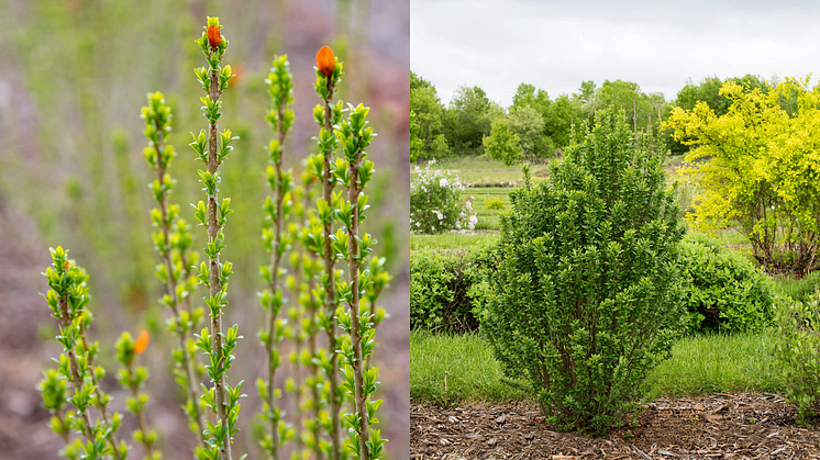 Ligustrum vulgare STRAIGHT TALK ('Swift')