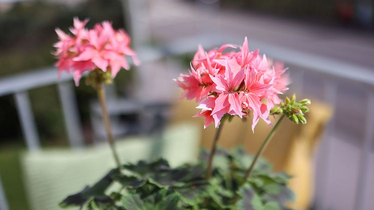 Årets Pelargon 2025 Pelargonium Summer Twist Rose foto SydGrönt (5).jpg