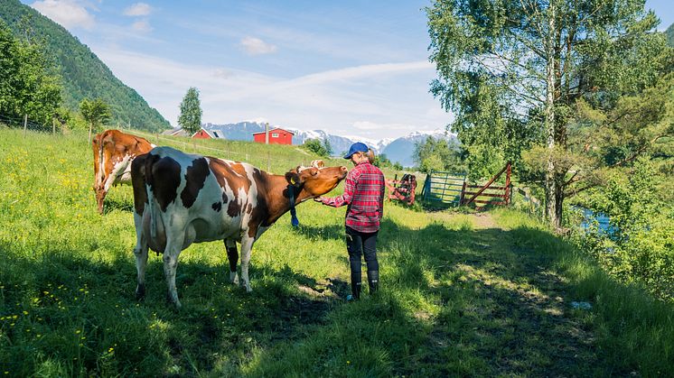 TINE deler ut en milliard kroner til 8000 melkebønder i hele landet