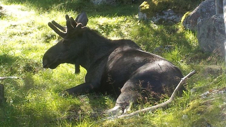 Matglada upplevelser under Lapland Autumn Experience