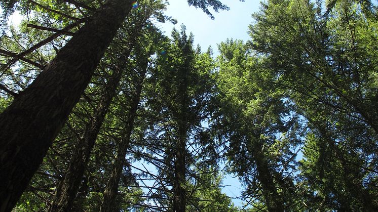 Skog