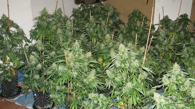 Op Brut cannabis farm dismantled by Merseyside Police