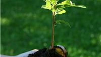Plantering av klimatträd i Lund