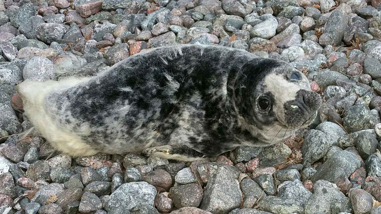 Sälkut på strand.JPG