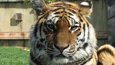 Kolmården skänker 5 % av dagsentrén för att rädda tigern