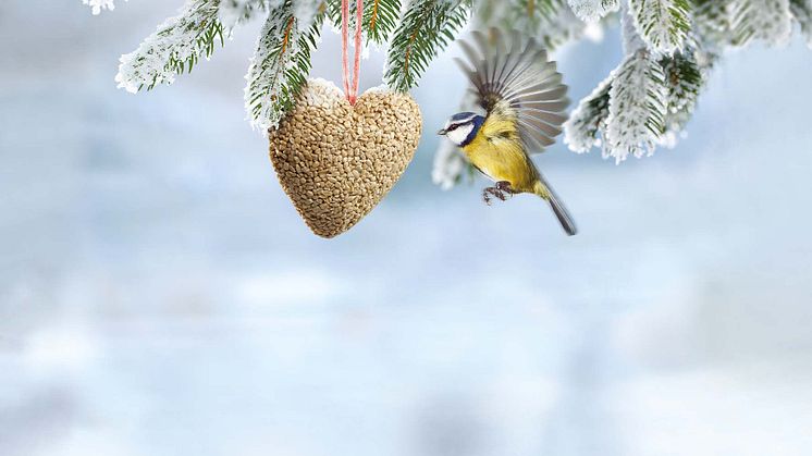 Blaumeise beim Anflug an die winterliche Futterstelle