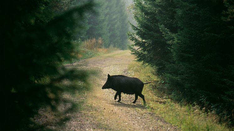 Vildsvinsstammen i den smittade zonen i Västmanland ska minskas. Foto: Scandinav, Magnus Nyman 