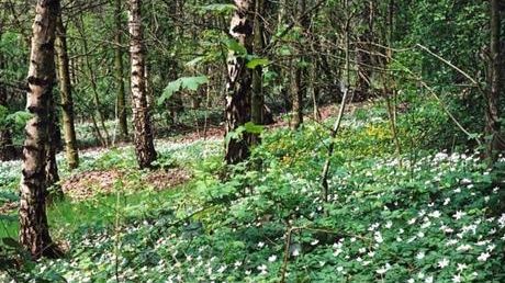 Improving our woodlands for future generations