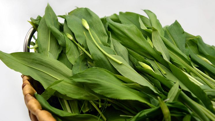 bears-garlic-6198605_1920