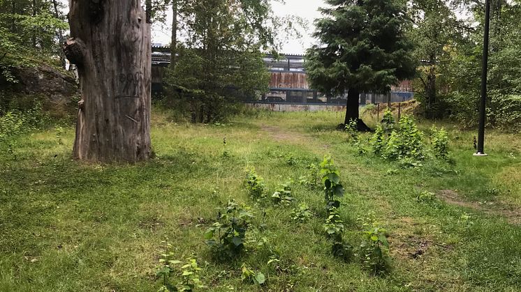 mammutträd vårberg 2021