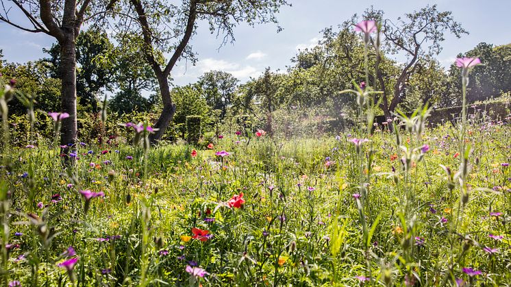 Sommaräng