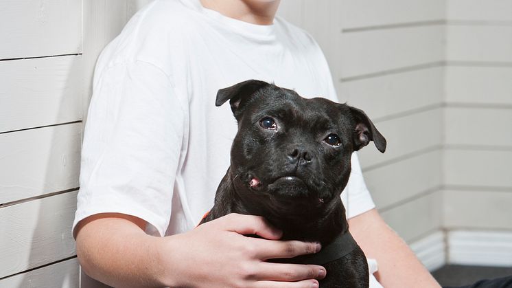 Årets sociala tjänstehund 2020