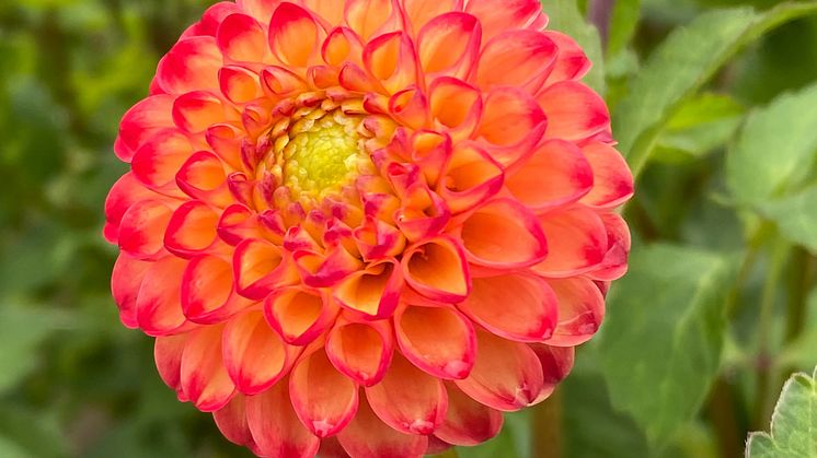 Pompondahlia 'Kasasagi' - Blomsterlandet 2023