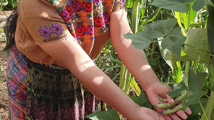Doña Reyna har fått starthjelp av AMMID til å kjøpe husdyr og fått agronomisk opplæring. AMMID er en forkortelse som kan oversettes til «Sammenslutningen av Maya-Mam for fremme av utvikling». Foto: Cesilie Aurbakken.