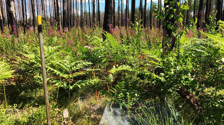 Dramatiska förändringar i växt- och djurliv efter storbranden i Västmanland