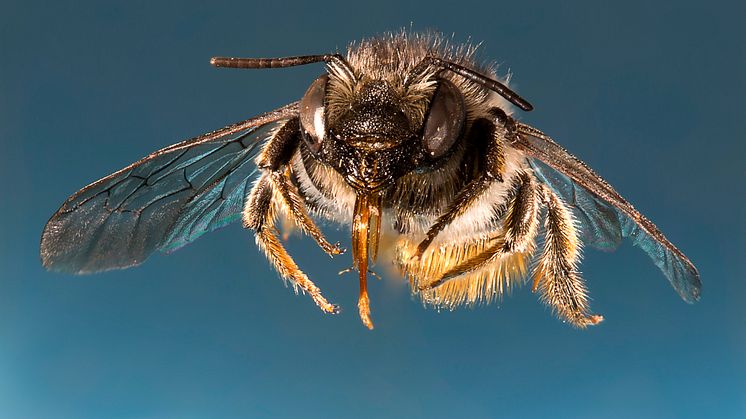 Död ved och blommande vägkanter viktiga för bin och steklar i ungskog
