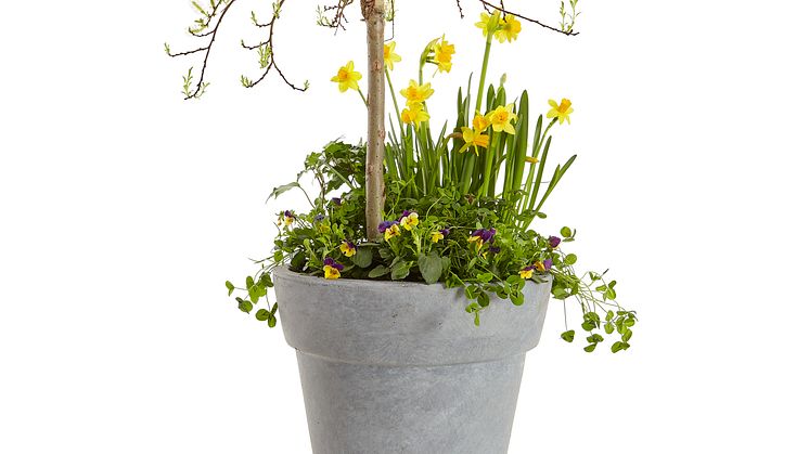 Plantering - vårkruka