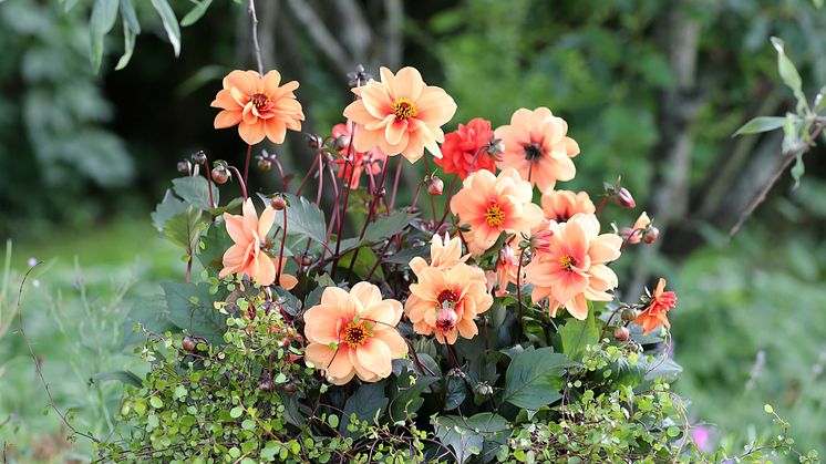 Dahlia Dreamy
