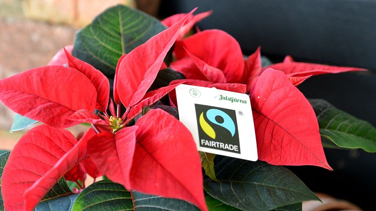 Första Fairtrade-märkta Julstjärnan i Sverige