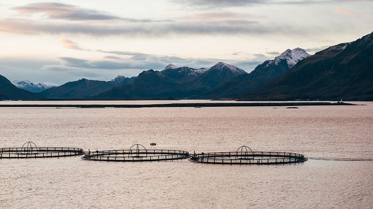 Zooca® Hydrolysate støtter bærekraftig vekst og effektiv fôring av fisk