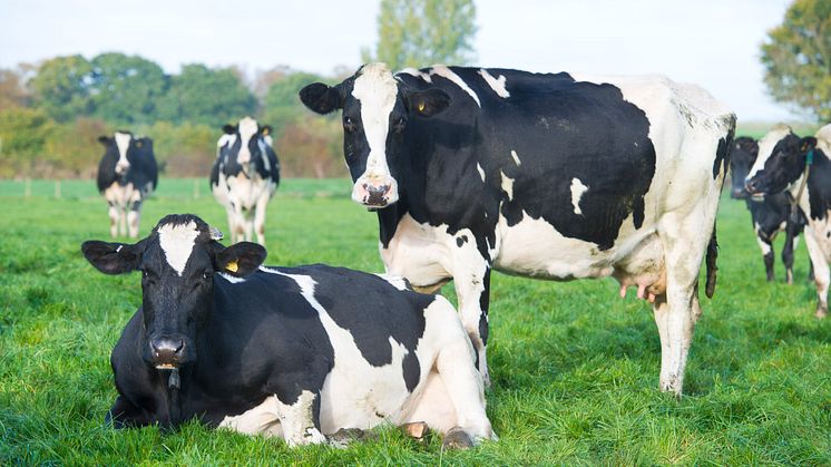 ​Arla Foods UK comments on EFRA Committee farmgate prices report