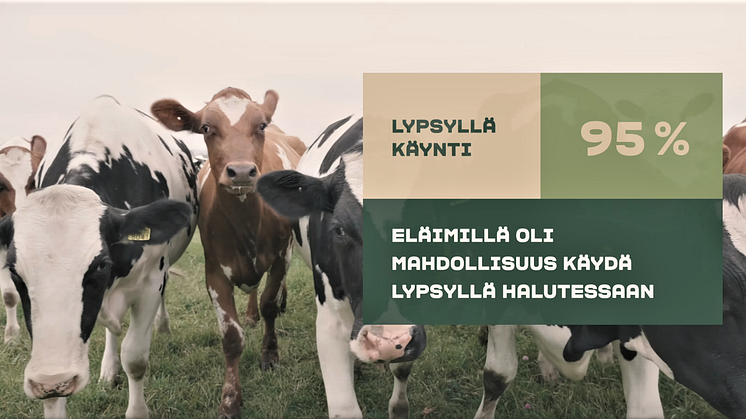 ​Arla Suomi julkisti eläinten hyvinvointia seuraavan tekoälysovelluksen – “Halusimme luoda maailman läpinäkyvimmän maidon syntymatkan”