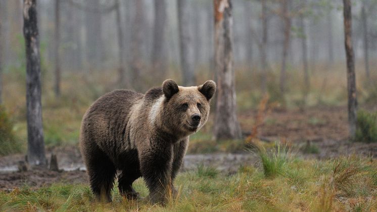 6057270-brown-bear-cub-in-the-misty-forest