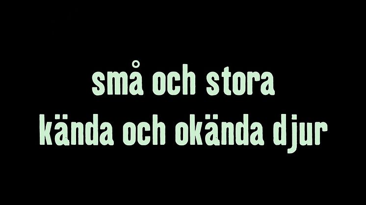 Nya Regnskogen