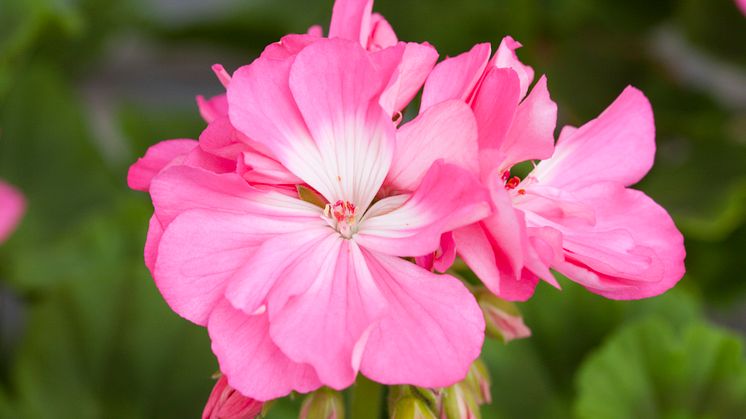Pelargonium x hortorum ’Maria Dangel’ en Pelargon med en dokumenterad historia