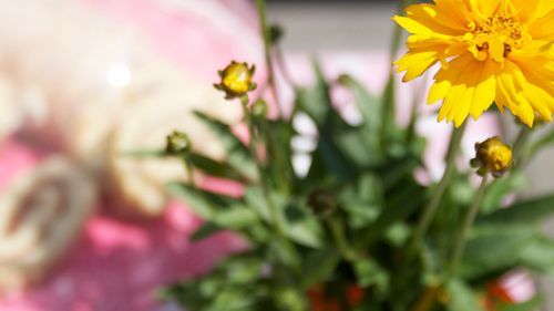 Månadens blomma, augusti 2009