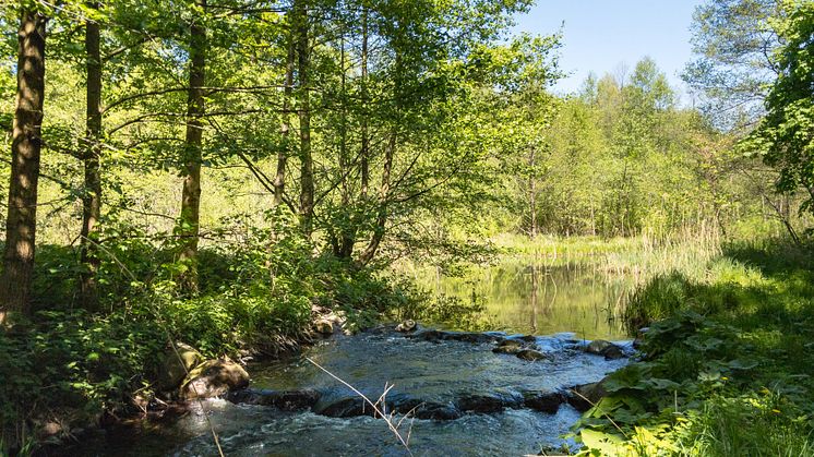 Das Löcknitztal im Seenland Oder-Spree ist das ideale Ziel für eine Frühlingswanderung (TMB-Fotoarchiv/Steffen Lehmann)