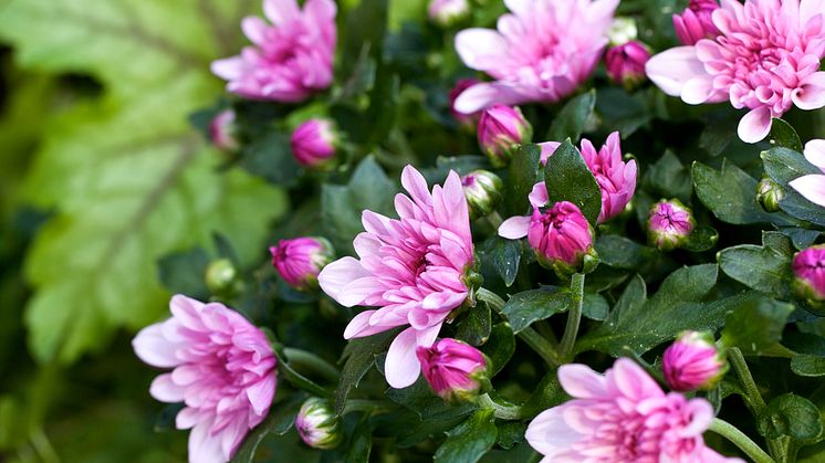 Krysantemum