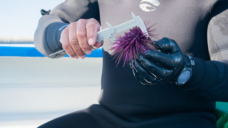 RS16074_Sea Urchin monitoring