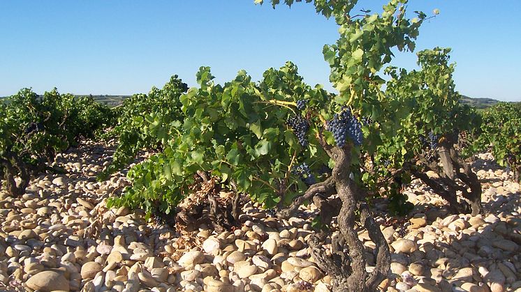 Exklusiv lansering av Domaine Grand Veneur Les Champauvins 2021 i Systembolaget tillfälliga sortiment