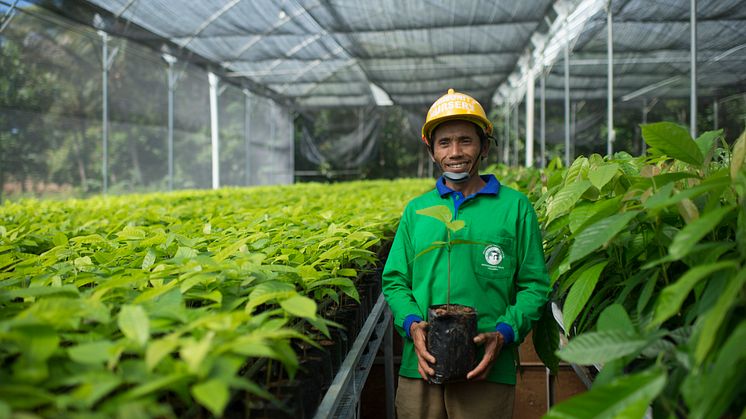 Cocoa Life_farming_Indonesia_07