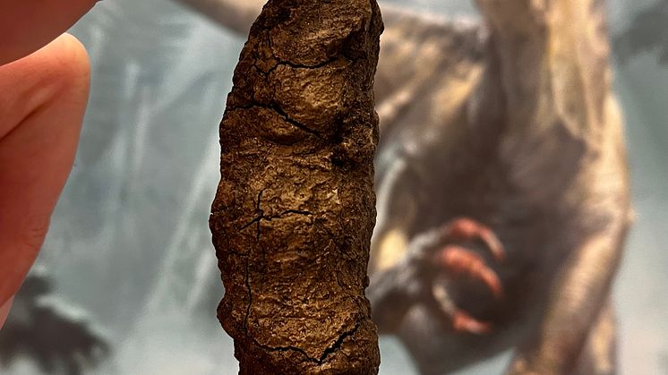 Coprolite_Late_Triassic_Poland.jpg