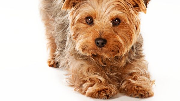 Purina 