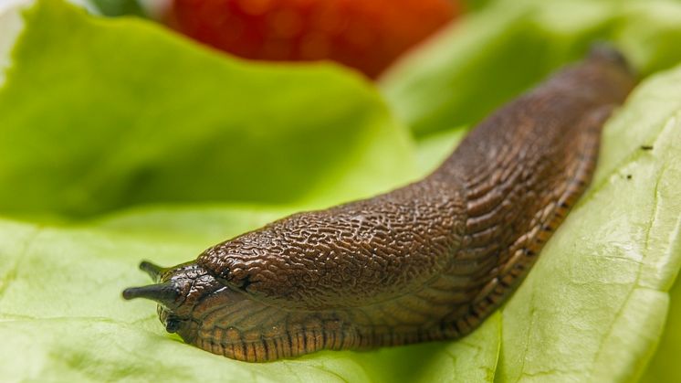 04_Slug_Arion_lettuce_strawberry_Neudorff.jpg