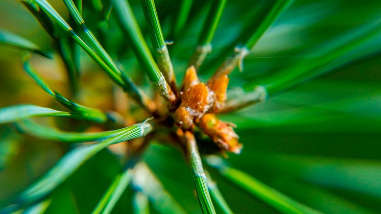 Dyrare bioolja hindrar utfasning av fossila bränslen