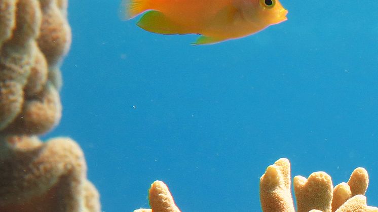 Frökenfisk