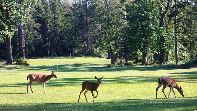 Credit: ImagineGolf - Getty Images