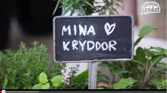 Video - odla kryddor i kruka